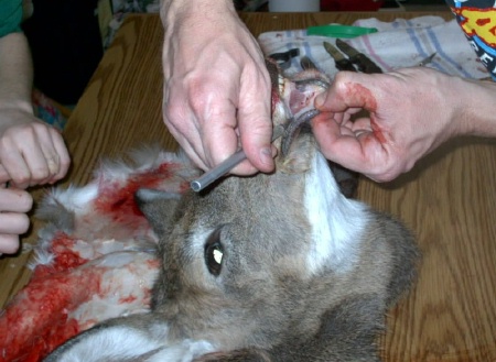 Caping a deer around the lower lip
